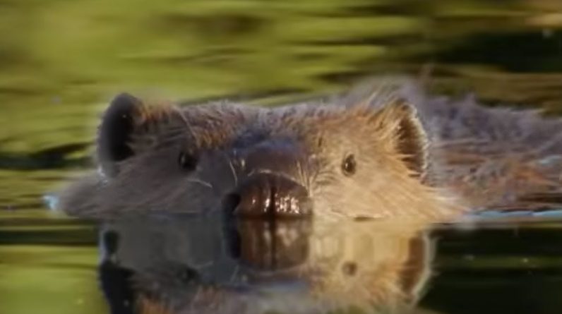 Beaver Lodge Construction Squad | Attenborough | BBC Earth 1 rootF IMG 61d6b5619eddb