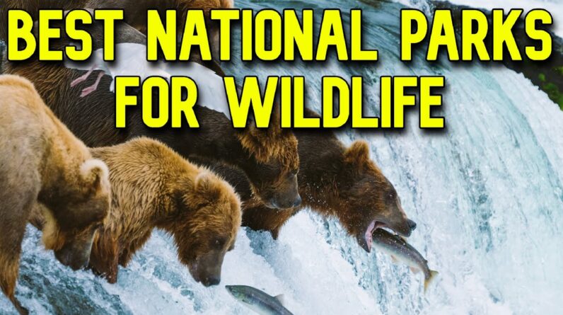 Top 10 BEST U.S. National Parks for Wildlife